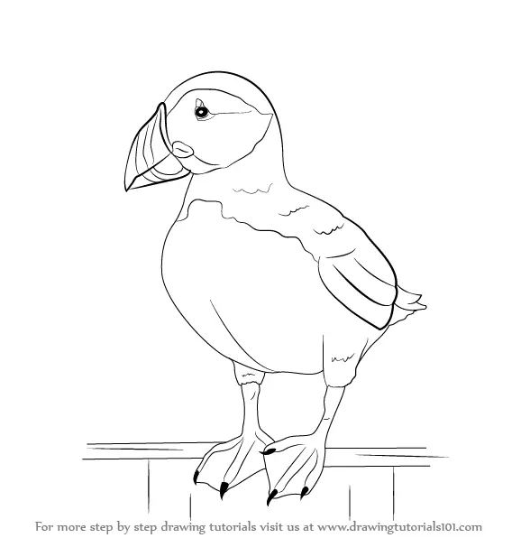 Learn How To Draw A Puffin Seabirds Step By Step Drawing Tutorials