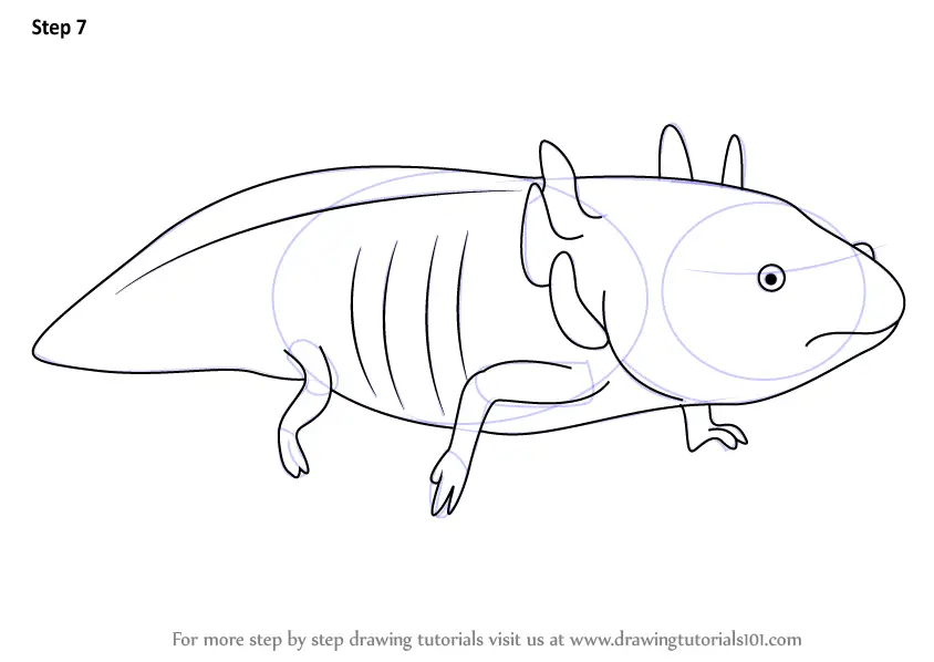 Learn How to Draw a Axolotl (Amphibians) Step by Step Drawing Tutorials