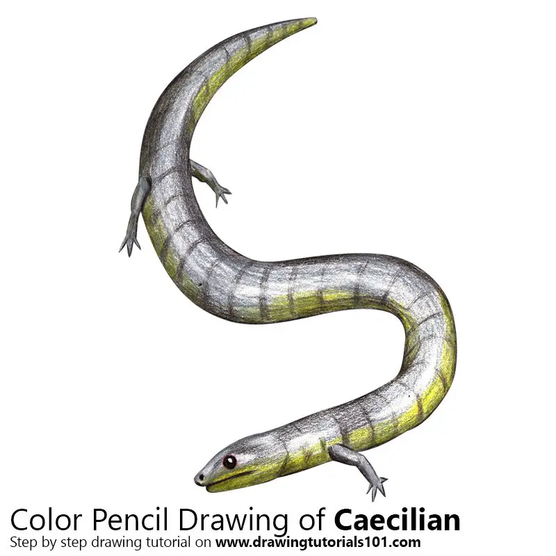 Caecilian Color Pencil Drawing