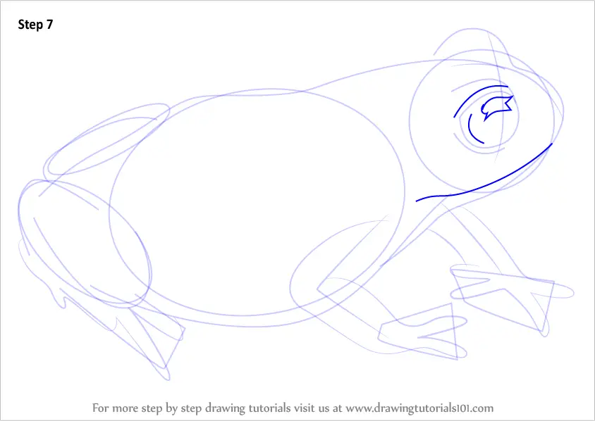 Learn How to Draw a Cape Mountain Toad (Amphibians) Step by Step ...