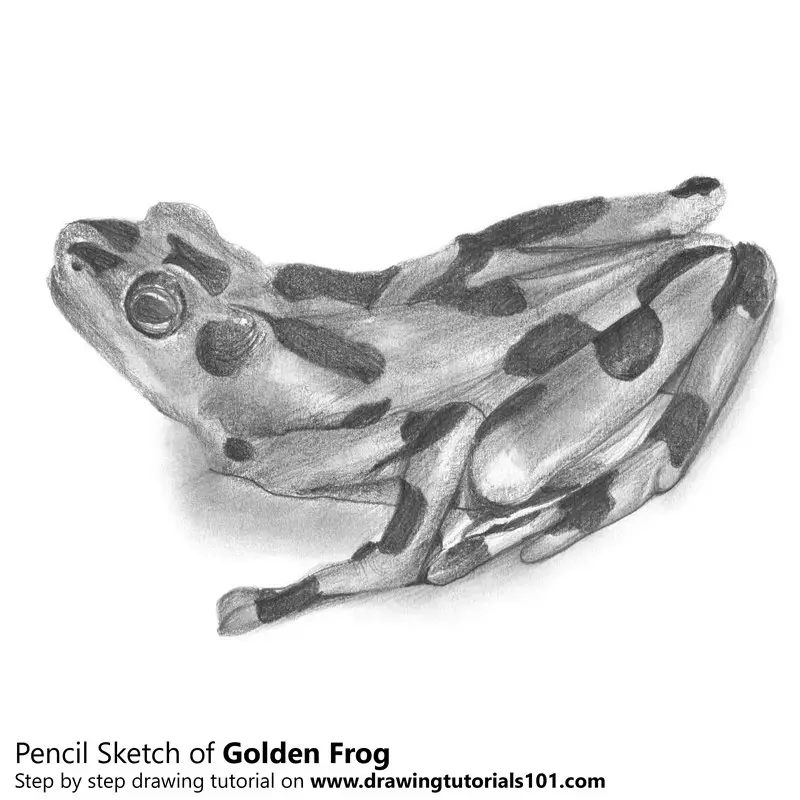 Pencil Sketch of Golden Frog - Pencil Drawing