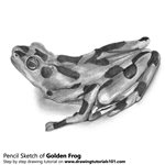 How to Draw a Golden Frog