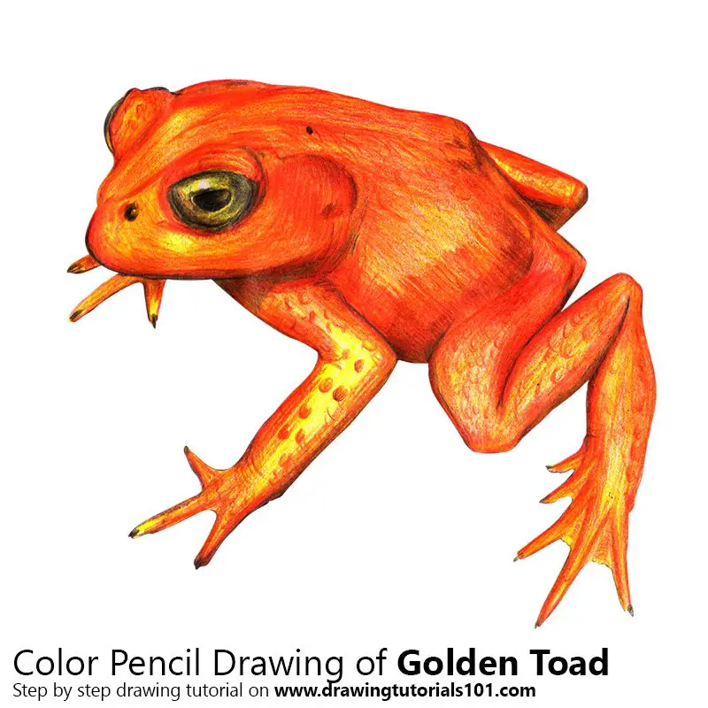 Golden Toad Color Pencil Drawing