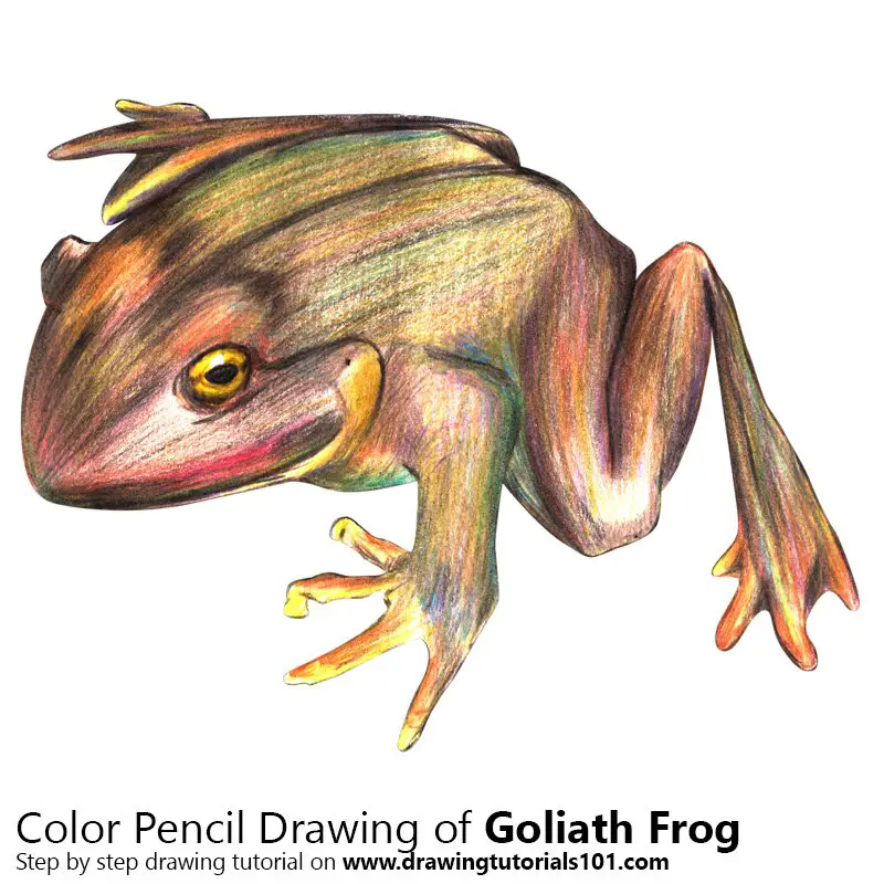 Goliath Frog Color Pencil Drawing