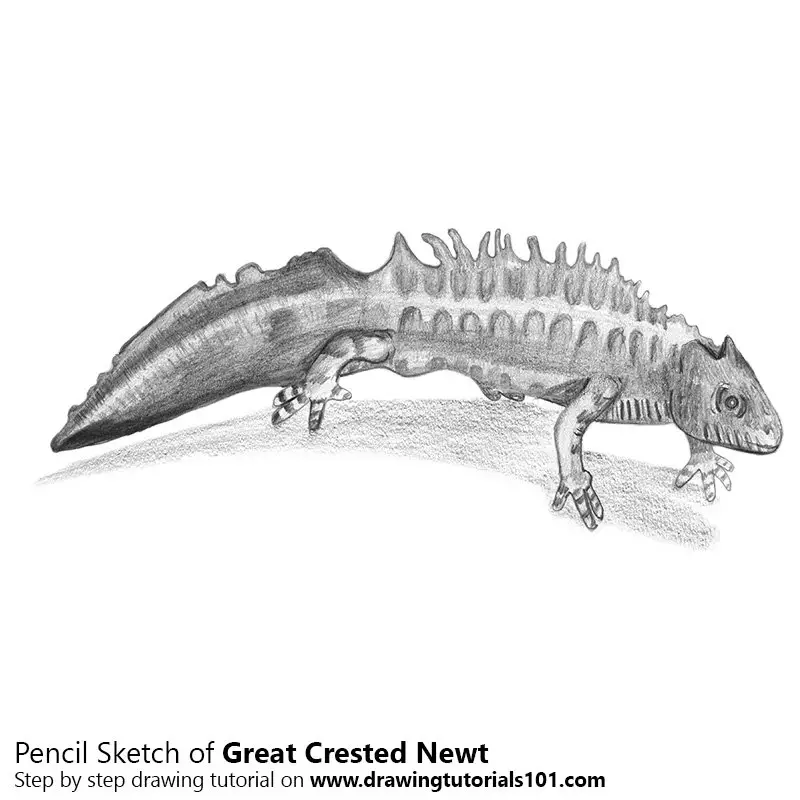 Pencil Sketch of Great Crested Newt - Pencil Drawing
