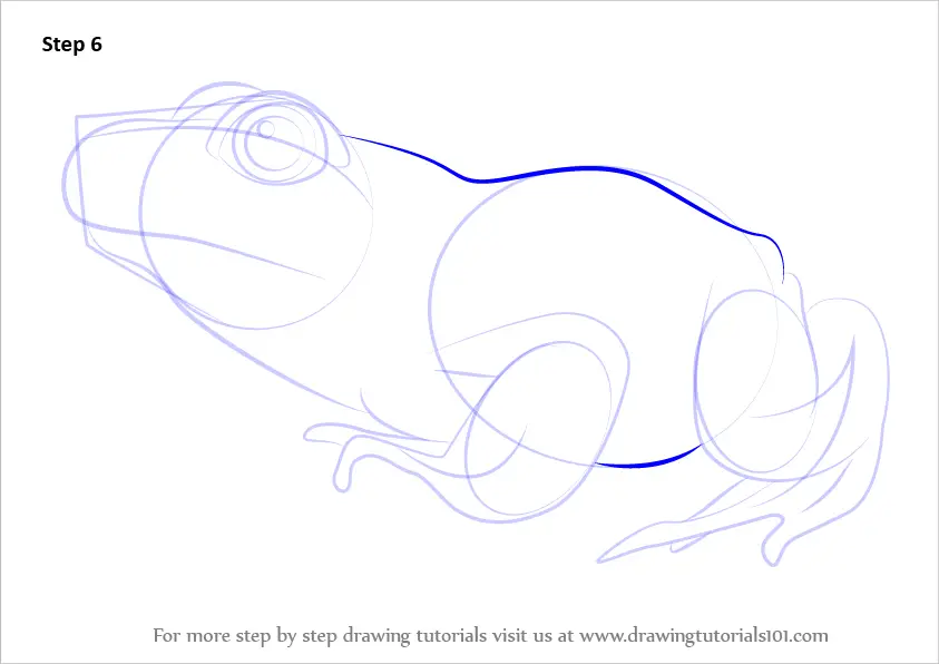 Learn How to Draw a Green Frog (Amphibians) Step by Step : Drawing ...