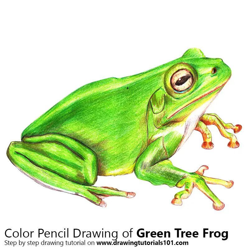 Green Tree Frog Color Pencil Drawing