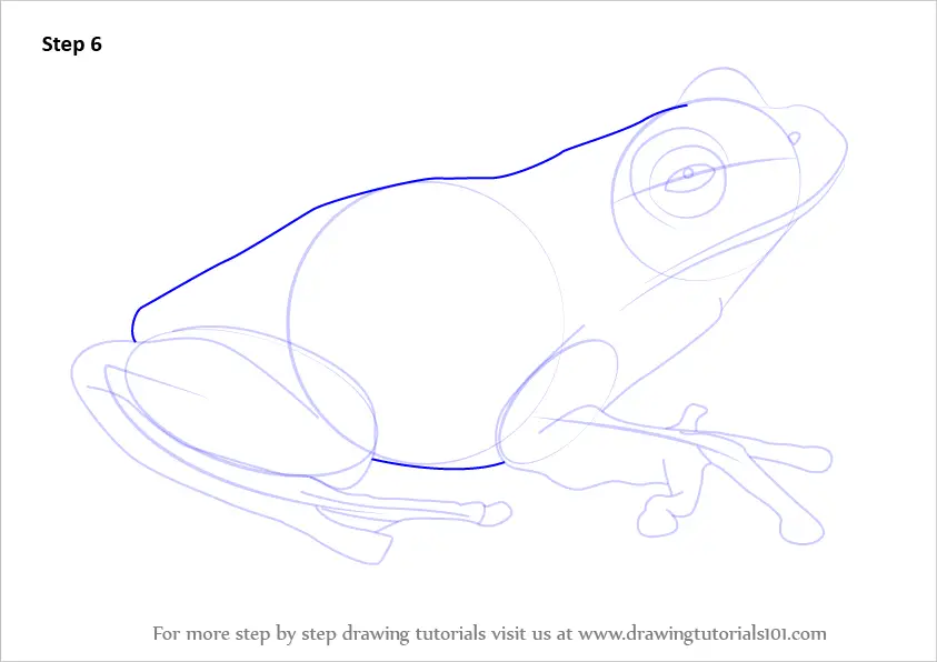 Learn How to Draw a Green Tree Frog (Amphibians) Step by Step : Drawing ...