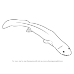 How to Draw a Hellbender