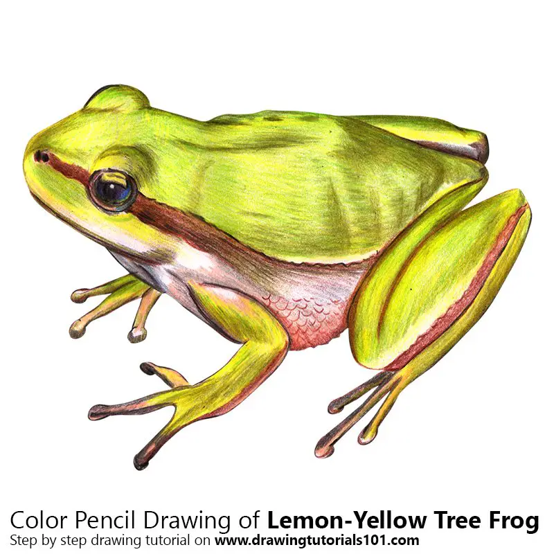 Lemon-Yellow Tree Frog Color Pencil Drawing