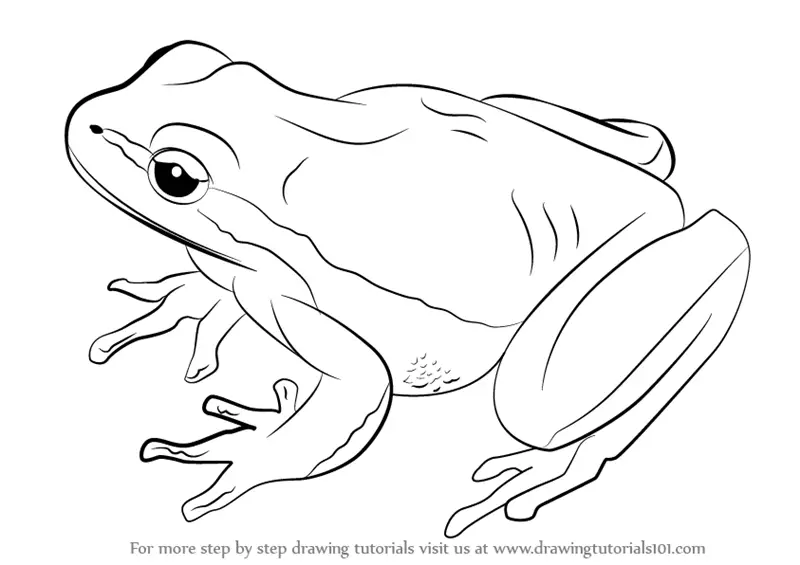 Learn How to Draw a LemonYellow Tree Frog (Amphibians) Step by Step