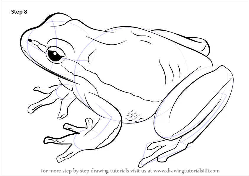 Learn How to Draw a Lemon-Yellow Tree Frog (Amphibians) Step by Step ...