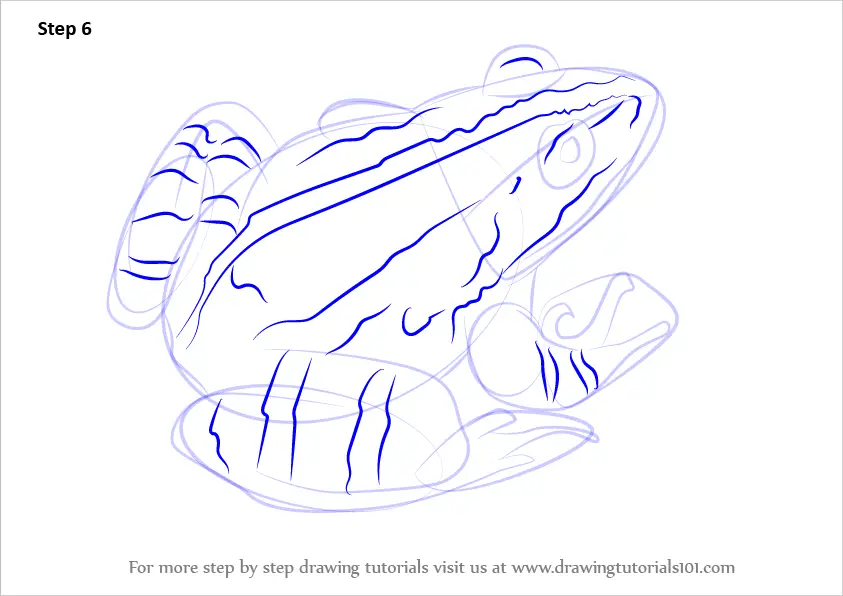 Learn How to Draw a Marsh frog (Amphibians) Step by Step : Drawing Tutorials