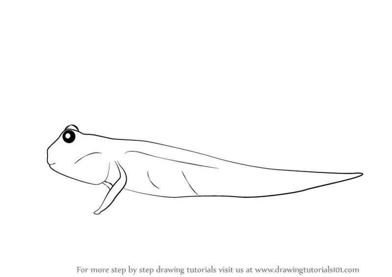 Learn How to Draw a Mudskipper (Amphibians) Step by Step Drawing