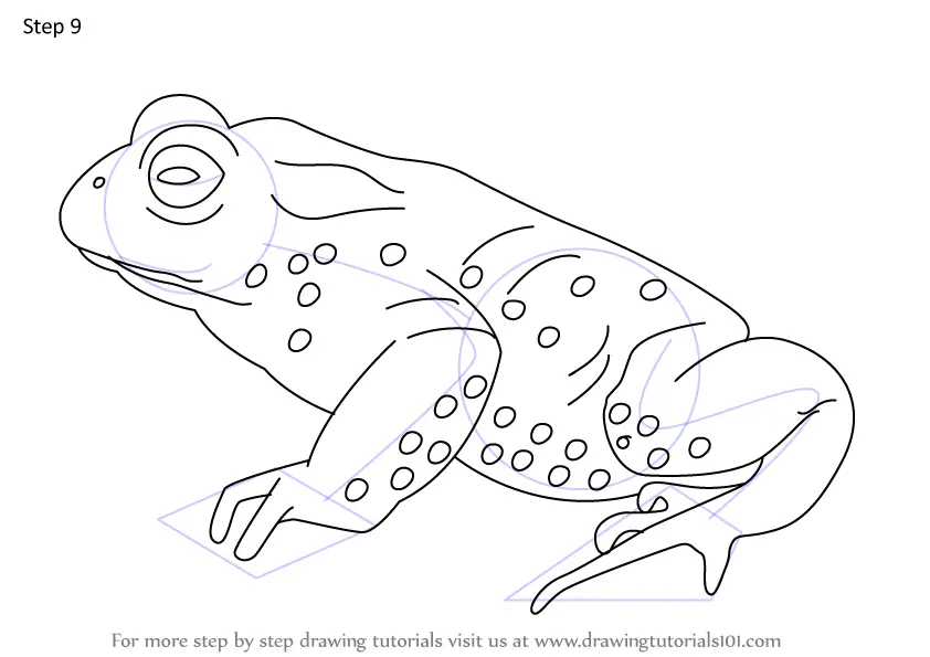 Learn How to Draw a Natterjack toad (Amphibians) Step by Step : Drawing