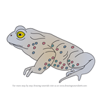 How to Draw a Natterjack toad