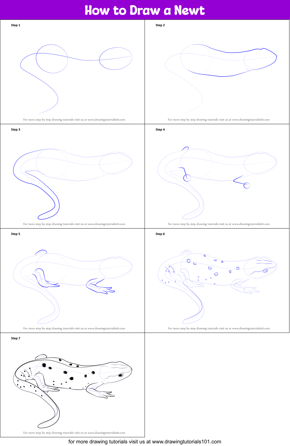 How to Draw a Newt printable step by step drawing sheet