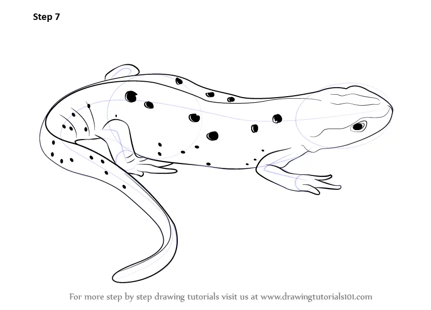 Learn How to Draw a Newt (Amphibians) Step by Step : Drawing Tutorials