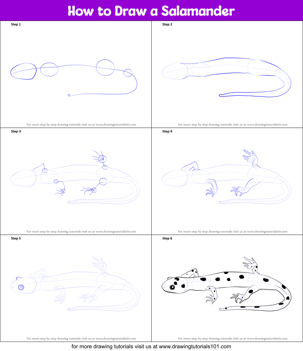 How to Draw a Salamander printable step by step drawing sheet