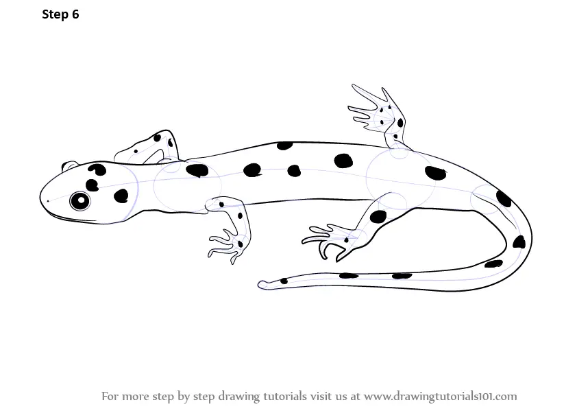 Learn How to Draw a Salamander (Amphibians) Step by Step Drawing