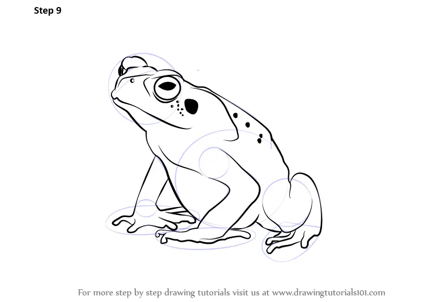 Learn How to Draw a Toad (Amphibians) Step by Step Drawing Tutorials