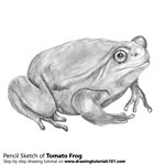 How to Draw a Tomato Frog