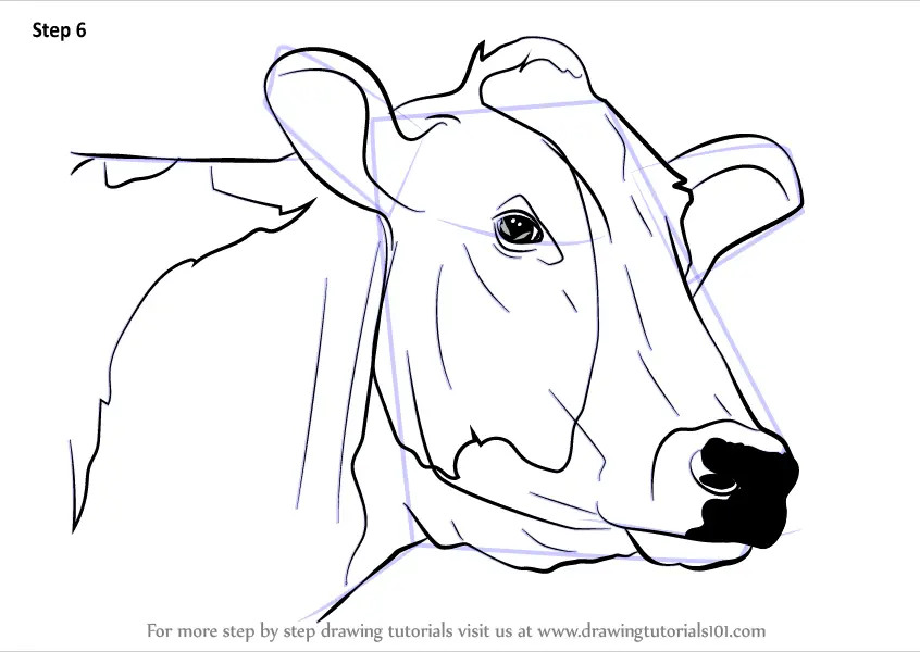 Learn How to Draw a Cow Face (Animal Faces) Step by Step Drawing