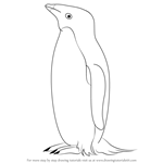 How to Draw an Adelie Penguin