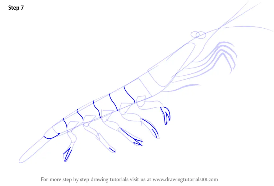 Step by Step How to Draw a Antarctic Krill
