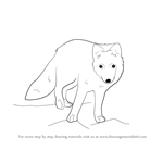 How to Draw a Arctic Fox