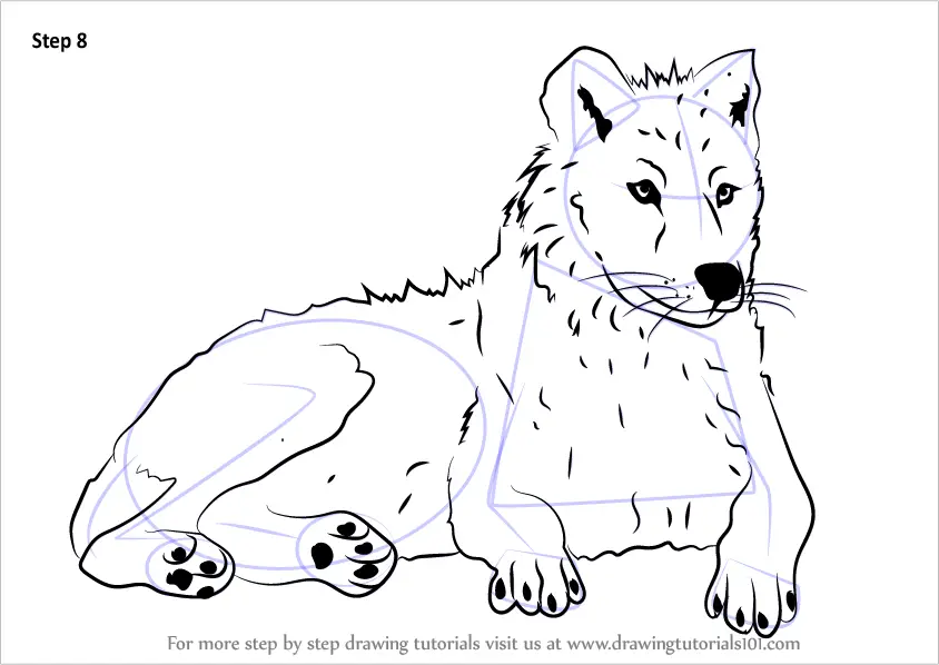 Learn How to Draw an Arctic Wolf (Antarctic Animals) Step by Step