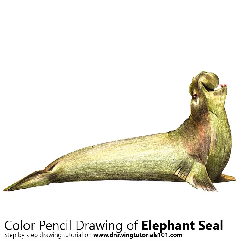 Elephant Seal Color Pencil Drawing