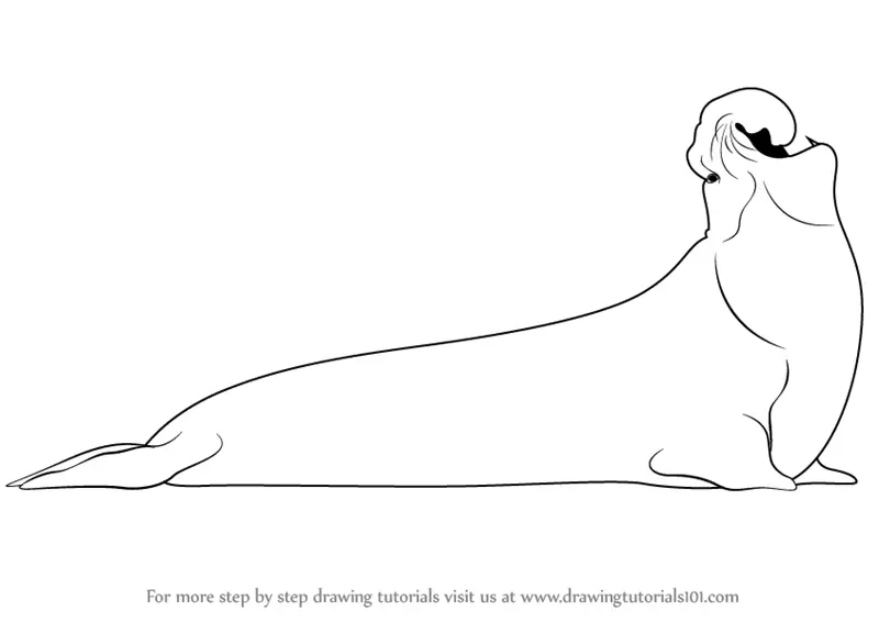 Learn How to Draw a Elephant Seal (Antarctic Animals) Step by Step