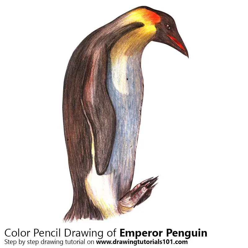 Emperor Penguin Color Pencil Drawing