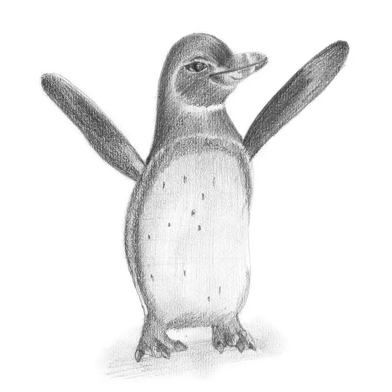 Pencil Sketch of Galapagos Penguin - Pencil Drawing