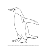 How to Draw a Gentoo Penguin
