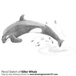 How to Draw a Killer Whale