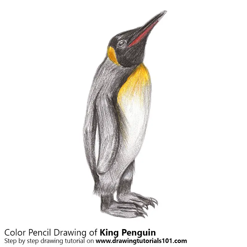 King Penguin Color Pencil Drawing