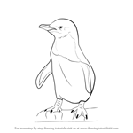 How to Draw a Little Blue Penguin