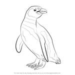 How to Draw a Magellanic Penguin
