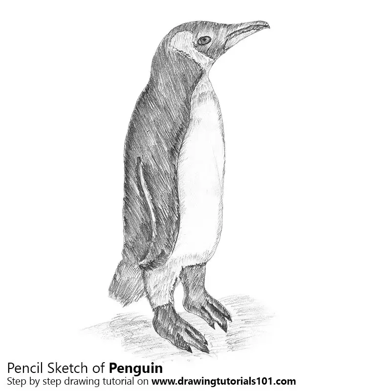 Pencil Sketch of Penguin - Pencil Drawing