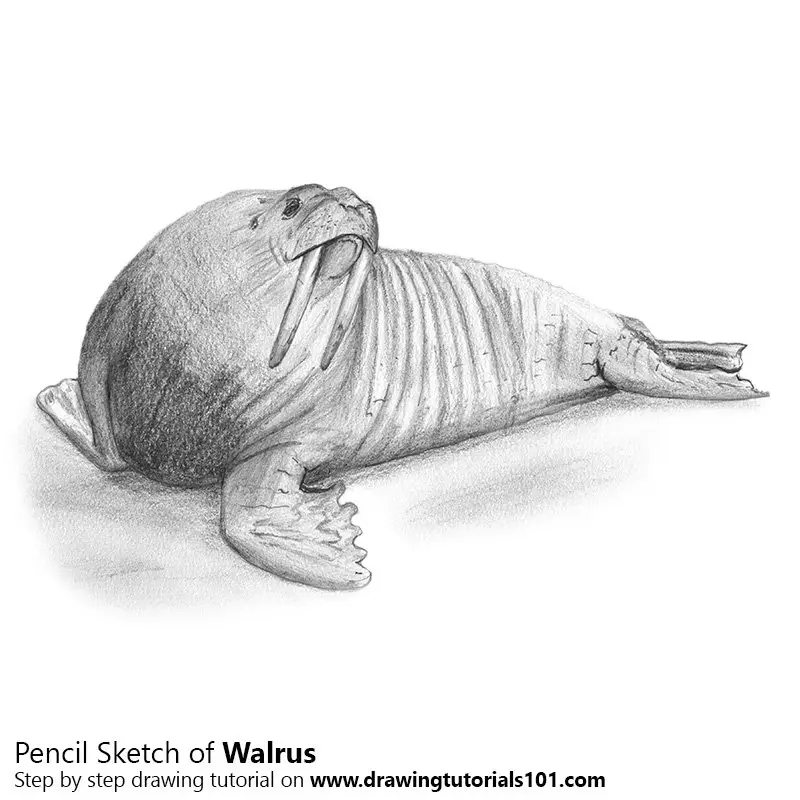 Pencil Sketch of Walrus - Pencil Drawing