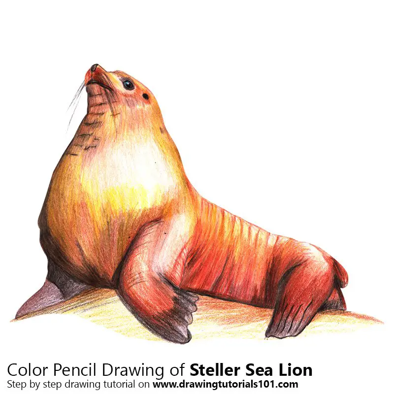 Steller Sea Lion Color Pencil Drawing
