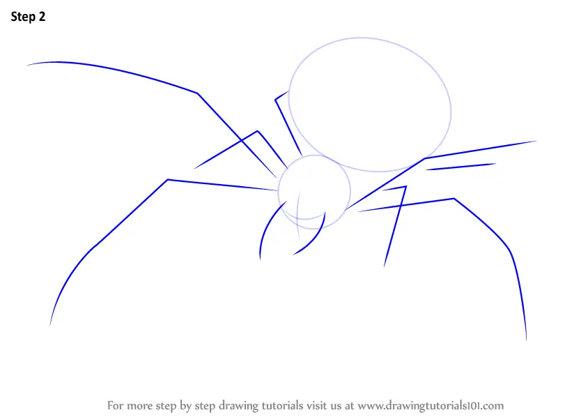 Learn How to Draw a Crab Spider (Arachnids) Step by Step : Drawing ...