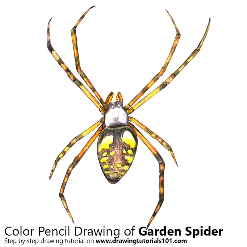 Garden Spider Color Pencil Drawing