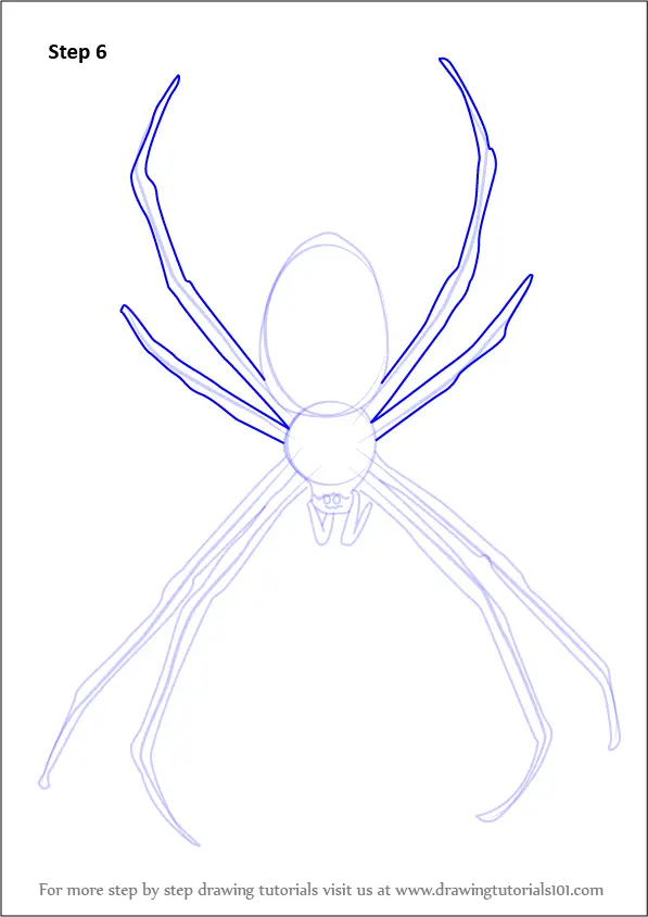 Learn How to Draw a Garden Spider (Arachnids) Step by Step : Drawing ...