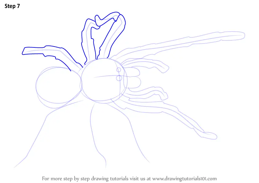 Step by Step How to Draw a Goliath birdeater : DrawingTutorials101.com