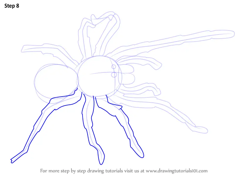 Step by Step How to Draw a Goliath birdeater : DrawingTutorials101.com