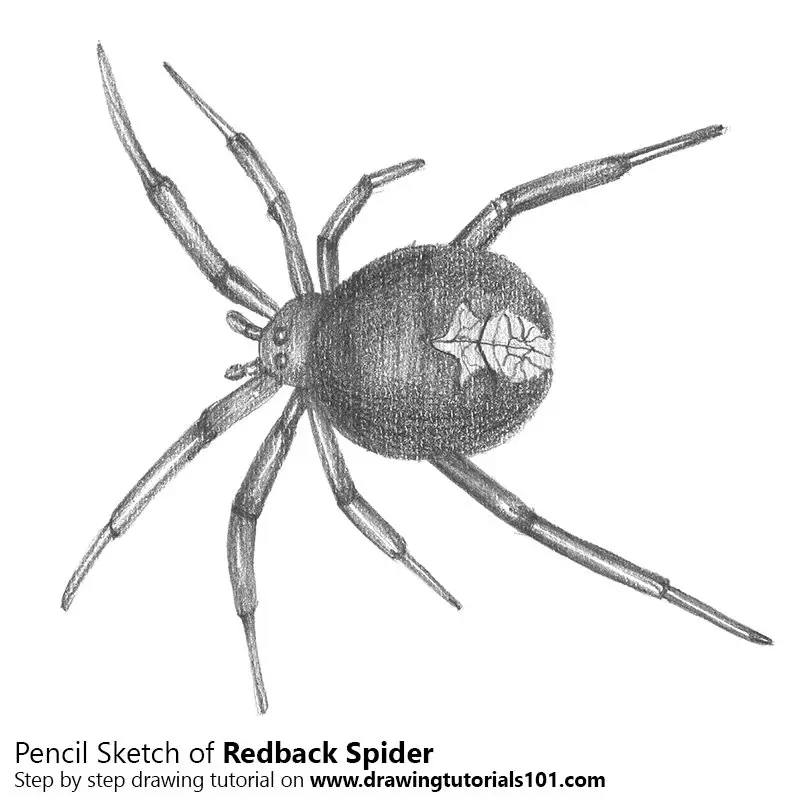 Pencil Sketch of Redback spider - Pencil Drawing