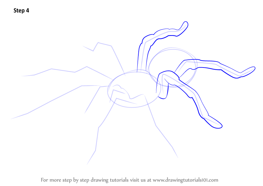 Step by Step How to Draw a Tarantula